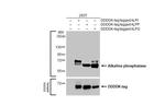 Intestinal Alkaline Phosphatase Antibody in Western Blot (WB)