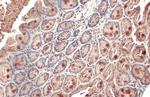 Intestinal Alkaline Phosphatase Antibody in Immunohistochemistry (Paraffin) (IHC (P))