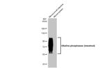 Intestinal Alkaline Phosphatase Antibody in Western Blot (WB)