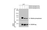 Intestinal Alkaline Phosphatase Antibody in Western Blot (WB)