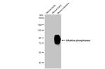 Intestinal Alkaline Phosphatase Antibody in Western Blot (WB)