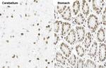 NFIX Antibody in Immunohistochemistry (Paraffin) (IHC (P))