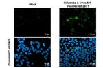 Influenza A M1 (A/Puerto Rico/8/1934) Antibody in Immunocytochemistry (ICC/IF)