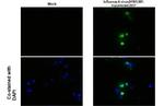 Influenza A M1 (A/Puerto Rico/8/1934) Antibody in Immunocytochemistry (ICC/IF)