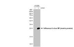 Influenza A M1 (A/Puerto Rico/8/1934) Antibody in Western Blot (WB)