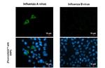 Influenza A M1 (A/Puerto Rico/8/1934) Antibody in Immunocytochemistry (ICC/IF)