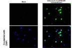 Influenza A M1 (A/Puerto Rico/8/1934) Antibody in Immunocytochemistry (ICC/IF)