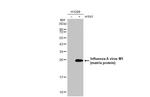 Influenza A M1 (A/Puerto Rico/8/1934) Antibody in Western Blot (WB)