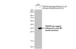 Influenza A M1 (A/Puerto Rico/8/1934) Antibody in Western Blot (WB)