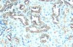 V-ATPase H Antibody in Immunohistochemistry (Paraffin) (IHC (P))