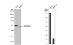 V-ATPase H Antibody in Western Blot (WB)