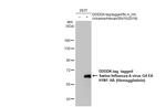 Swine Influenza A G4 EA H1N1 HA (A/swine/Henan/SN10/2018) Antibody in Western Blot (WB)