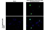 Swine Influenza A G4 EA H1N1 HA (A/swine/Henan/SN10/2018) Antibody in Immunocytochemistry (ICC/IF)