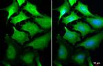 GSPT1 Antibody in Immunocytochemistry (ICC/IF)