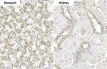 GSPT1 Antibody in Immunohistochemistry (Paraffin) (IHC (P))