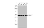 GSPT1 Antibody in Western Blot (WB)