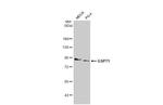 GSPT1 Antibody in Western Blot (WB)