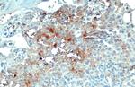 COL4A1 Antibody in Immunohistochemistry (Paraffin) (IHC (P))