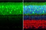 PDE6D Antibody in Immunohistochemistry (Paraffin) (IHC (P))