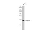 PDE6D Antibody in Western Blot (WB)