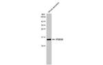 PDE6D Antibody in Western Blot (WB)