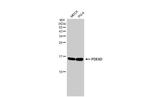 PDE6D Antibody in Western Blot (WB)