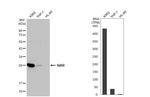 STAR Antibody in Western Blot (WB)