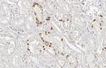 STAR Antibody in Immunohistochemistry (Paraffin) (IHC (P))