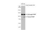 PARP1 Antibody in Western Blot (WB)