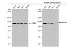 PARP1 Antibody in Western Blot (WB)