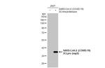 SARS-CoV-2 NSP5 Antibody in Western Blot (WB)