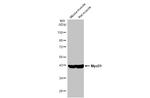 MYOD Antibody in Western Blot (WB)