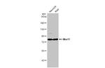 MRE11 Antibody in Western Blot (WB)