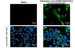 Influenza A PA (A/WSN/1933) Antibody in Immunocytochemistry (ICC/IF)