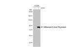 Influenza A PA (A/WSN/1933) Antibody in Western Blot (WB)