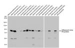 Influenza A PA (A/WSN/1933) Antibody in Western Blot (WB)