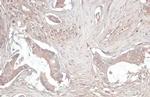 Fibrinogen gamma Antibody in Immunohistochemistry (Paraffin) (IHC (P))