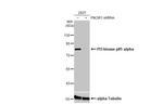 PI3K p85 alpha Antibody in Western Blot (WB)