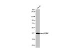 p53R2 Antibody in Western Blot (WB)