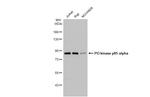 PI3K p85 alpha Antibody in Western Blot (WB)