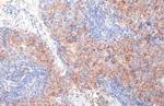 FCER1G Antibody in Immunohistochemistry (Paraffin) (IHC (P))