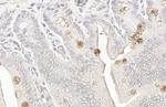 IL-1 beta Antibody in Immunohistochemistry (Paraffin) (IHC (P))