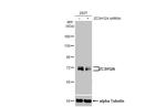 ZC3H12A Antibody in Western Blot (WB)