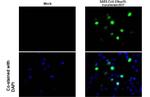 SARS-CoV-2 NSP15 Antibody in Immunocytochemistry (ICC/IF)