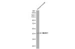 MURF1 Antibody in Western Blot (WB)