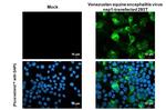 Venezuelan Equine Encephalitis Virus NSP1 Antibody in Immunocytochemistry (ICC/IF)