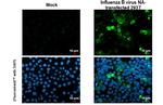 Influenza B NA Antibody in Immunocytochemistry (ICC/IF)