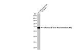 Influenza B NA Antibody in Western Blot (WB)