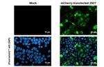 mCherry Antibody in Immunocytochemistry (ICC/IF)