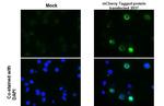 mCherry Antibody in Immunocytochemistry (ICC/IF)